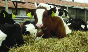 Alternativa la uzinele de îngrăşăminte: vaca. Alternativa la uzinele de îngrăşăminte: vaca.